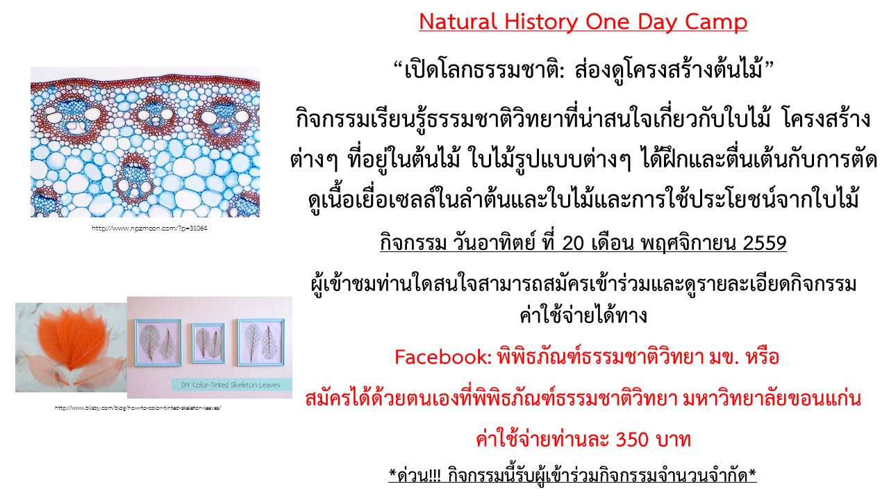 ใบสมัครกิจกรรม One Day Camp (ค่ายกิจกรรม) “เปิดโลกธรรมชาติ: ส่องดูโครงสร้างต้นไม้”