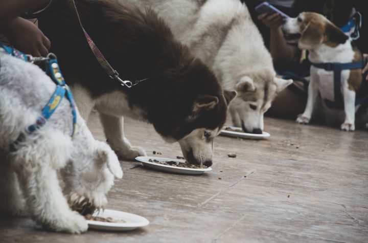 เทศกาลของน้องหมาสี่ขาแสนรู้ DOG CLUB FESTIVAL