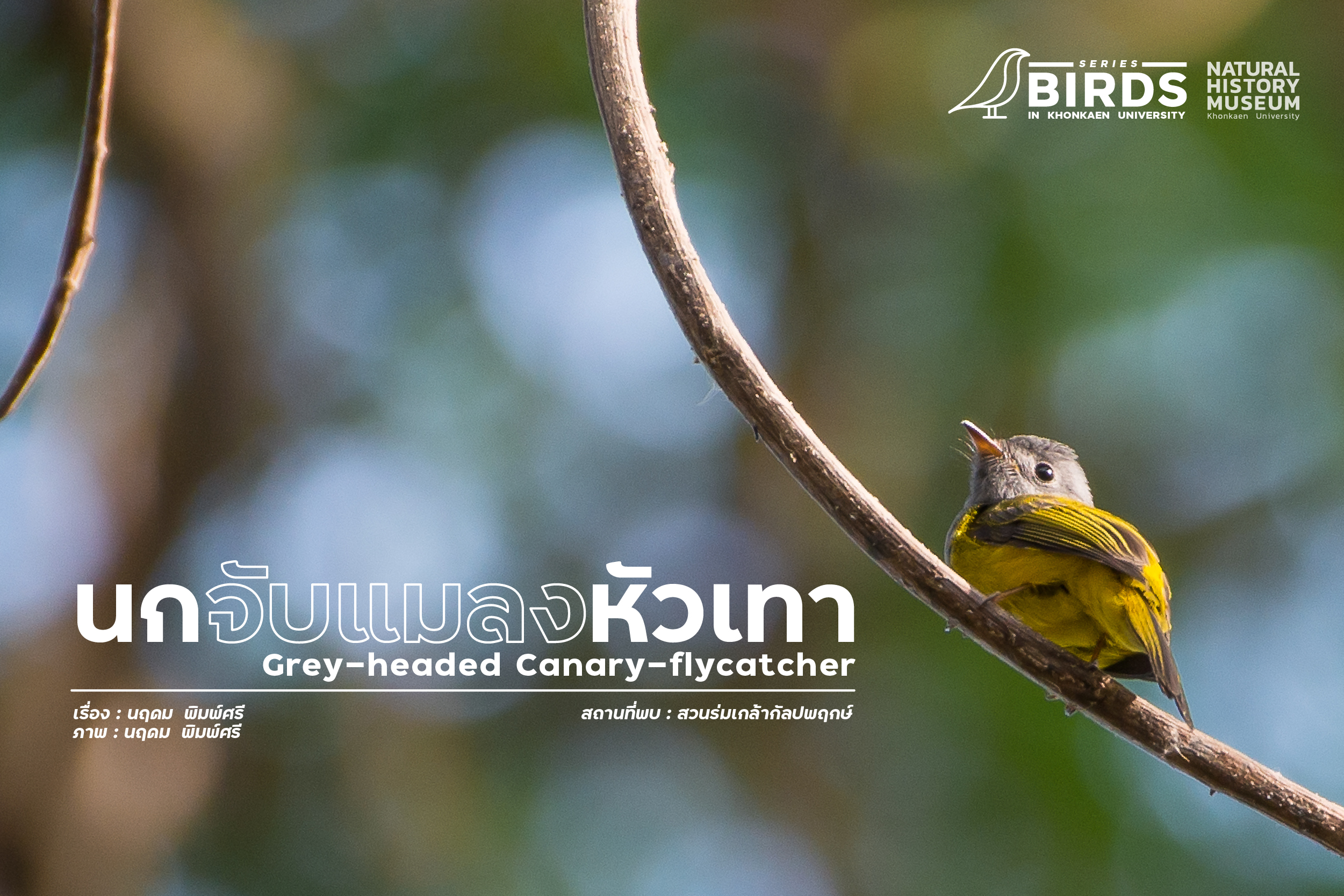 นกจับแมลงหัวเทา