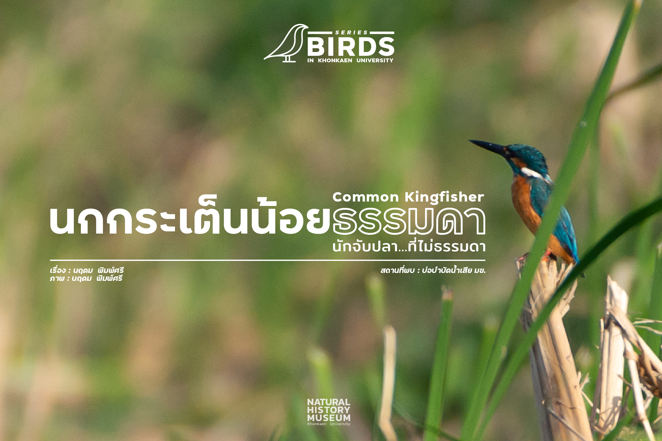 นกกระเต็นน้อยธรรมดา นักจับปลาที่ไม่ธรรมดา