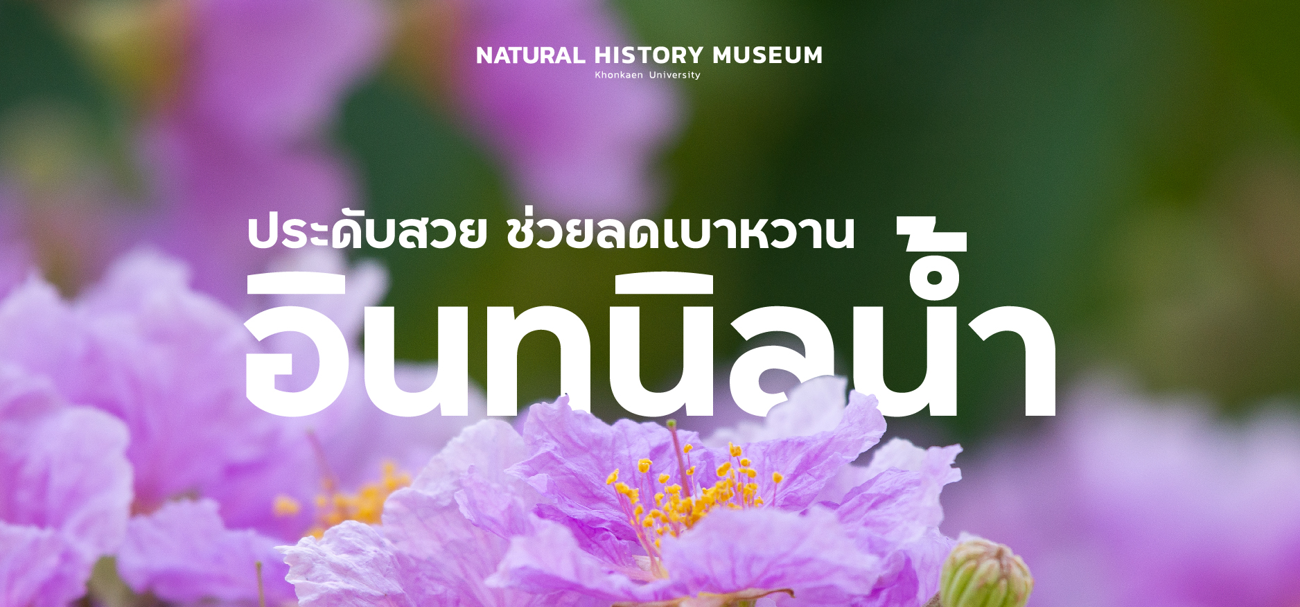 อินทนิลน้ำ : ปลูกประดับสวย ช่วยลดเบาหวาน