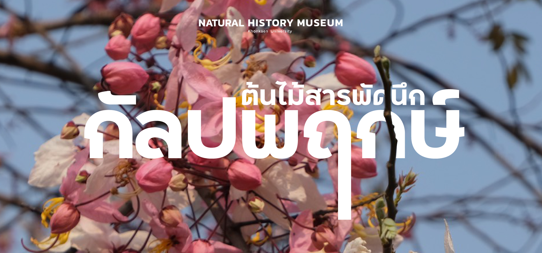 กัลปพฤกษ์ : ต้นไม้สารพัดนึก