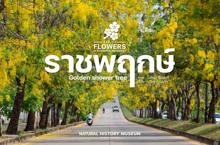 ราชพฤกษ์ (Golden shower tree) “ พอดอกคูนบาน ดอกจานก็หล่น เหลืองเต็มต้น อร่ามงามตา ”